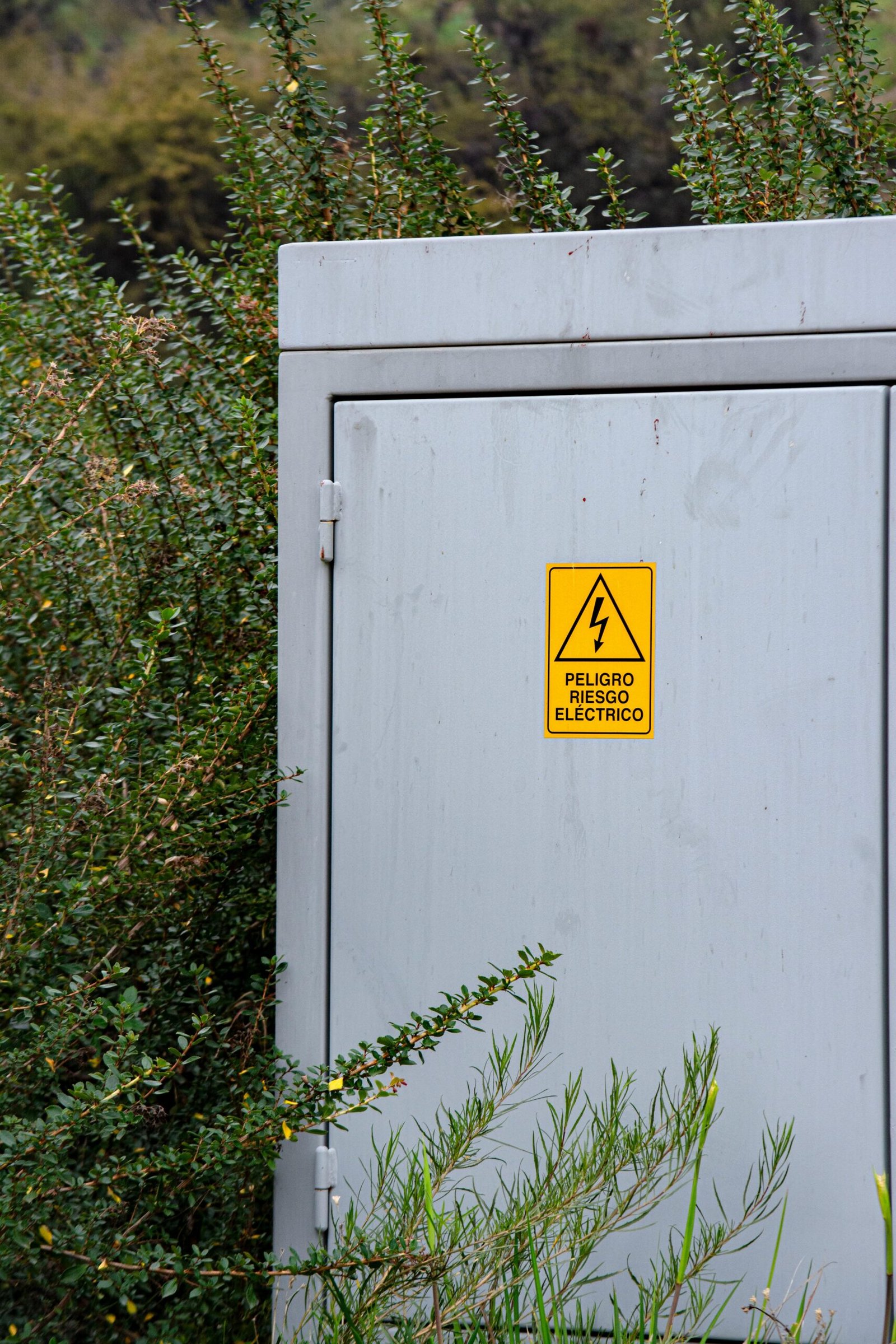 Electricity Box among Bushes